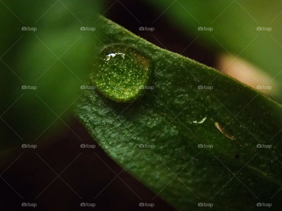 Green leaf with a water droplet is a beautiful scenery