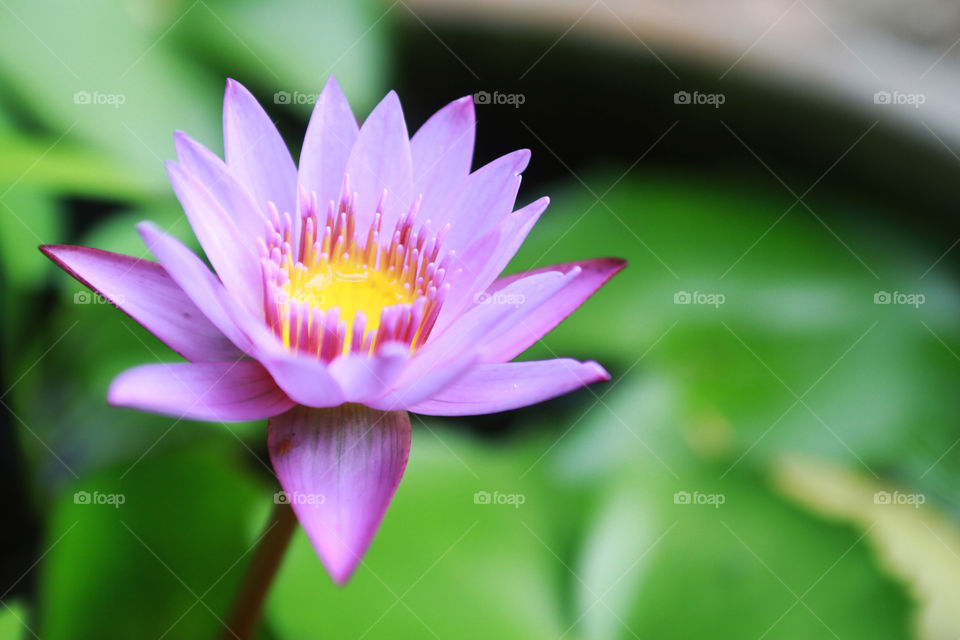 Water lily 