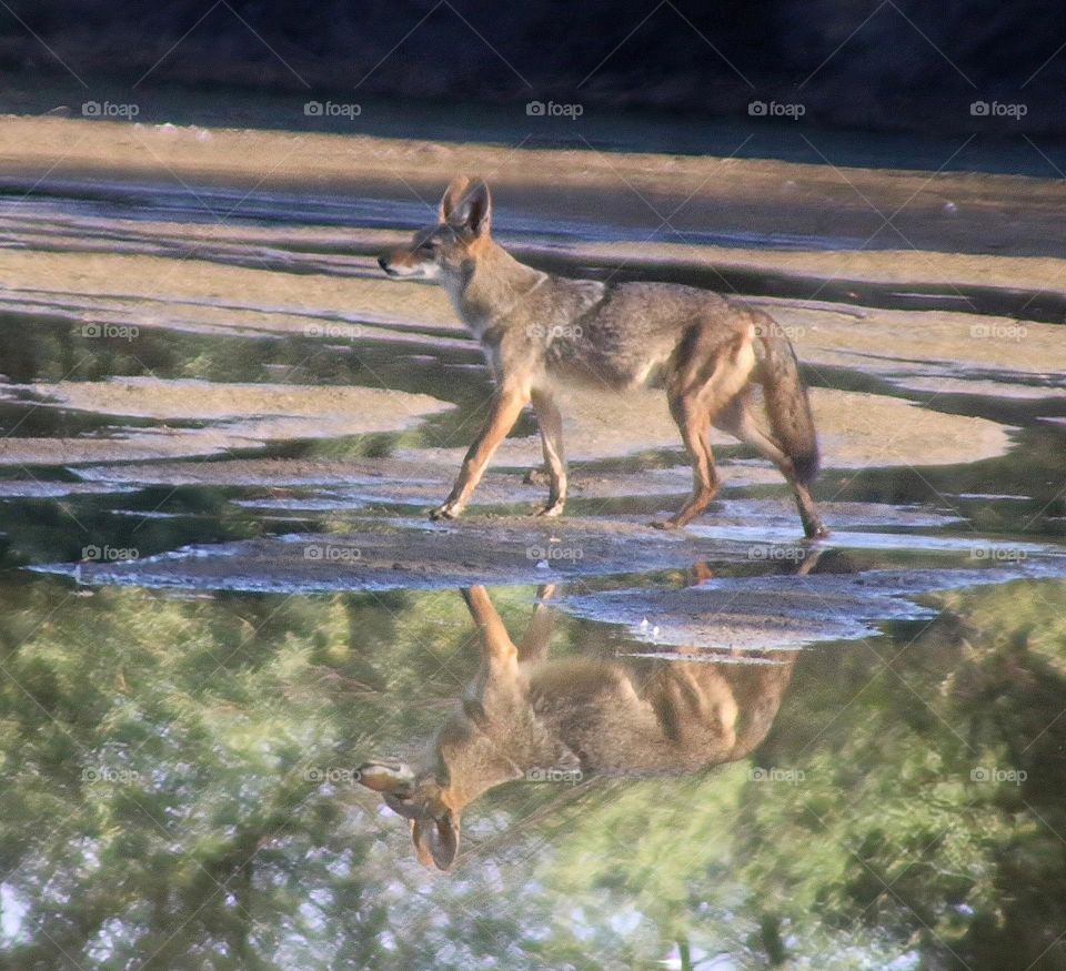 Coyote Reflections in the Water