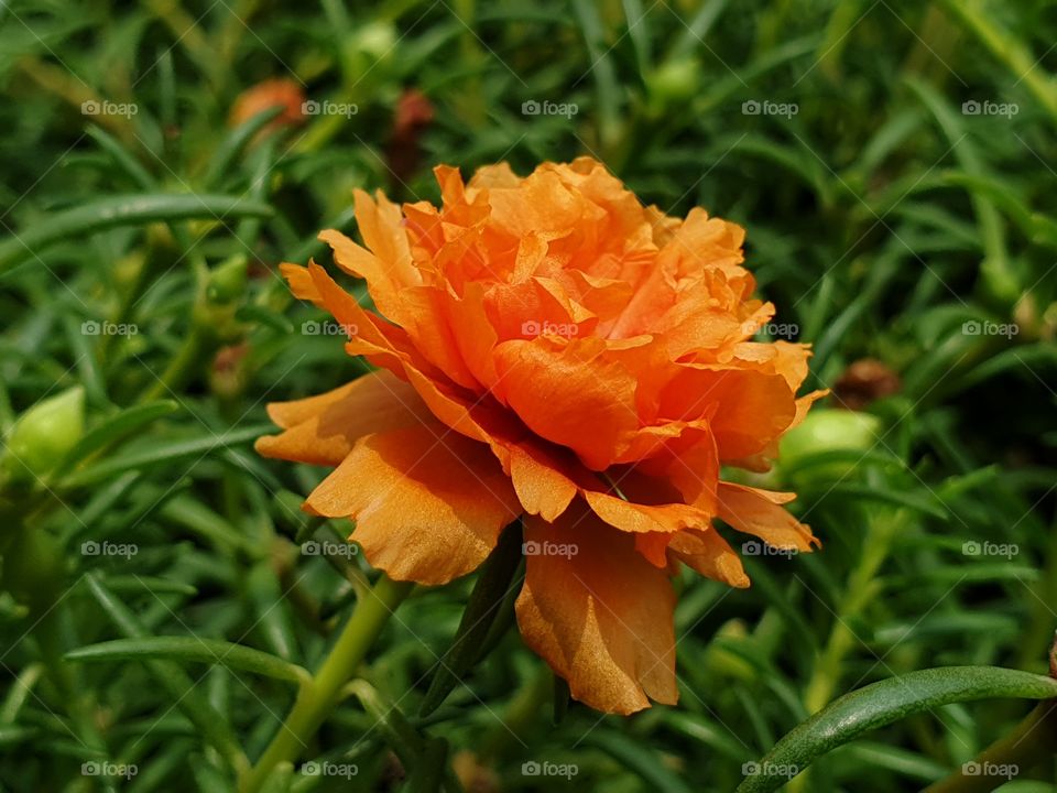 the Portulaca Grandiflora