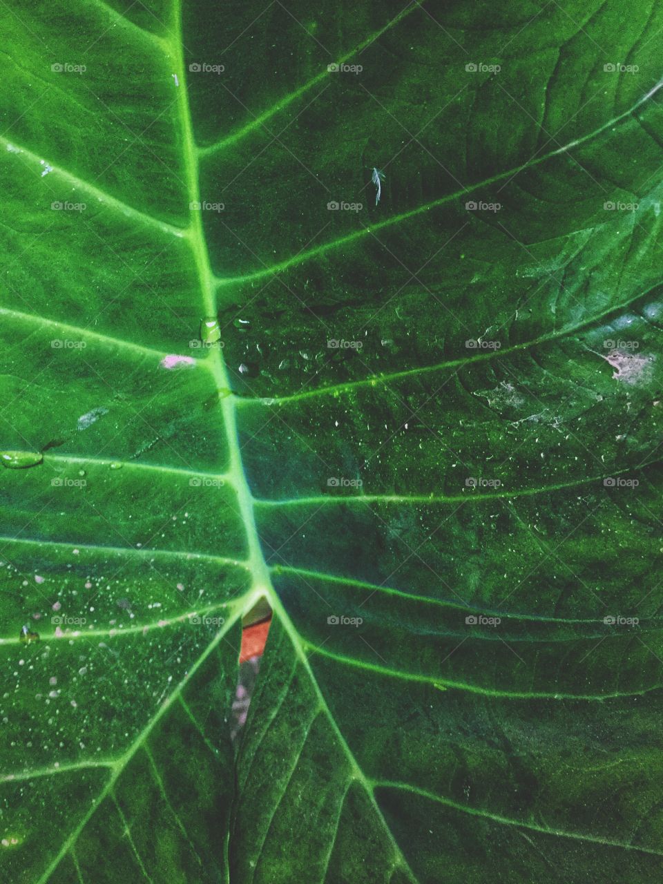 Leaf Vains