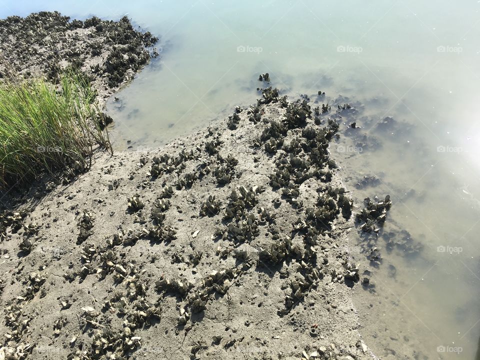 Low tide and mud crabs at Fountain of Youth in Florida 