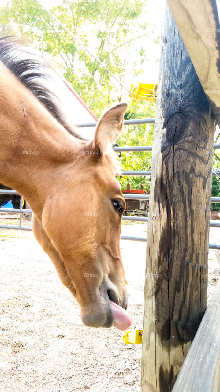 A young horse trying to lick her electric fence