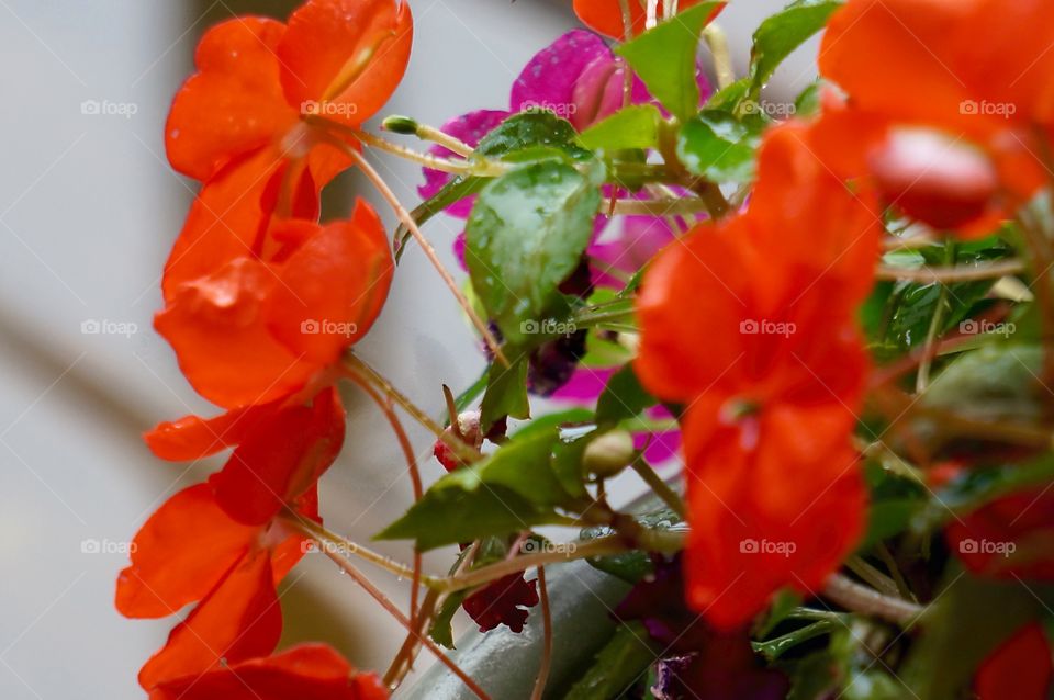 Flowers. Impatiens in the Rain