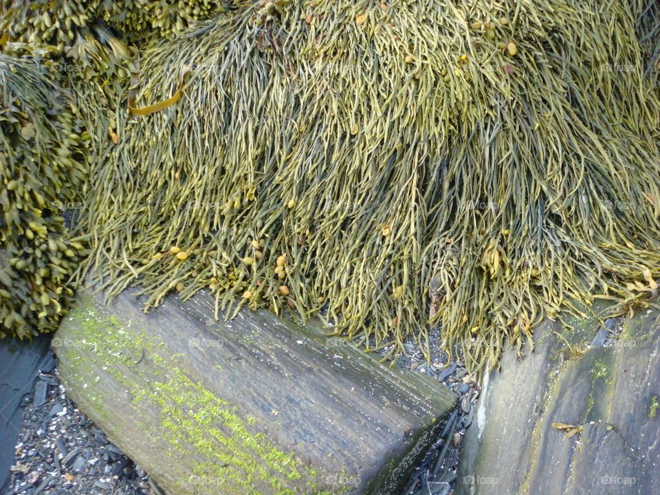 Seaweed in Maine. Seaweed in Maine