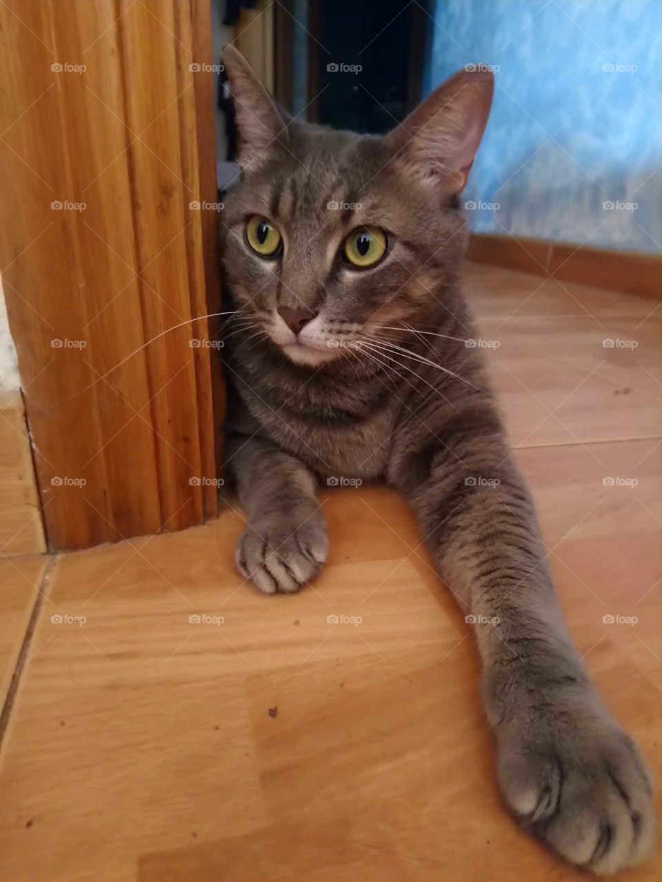 El gato mirón