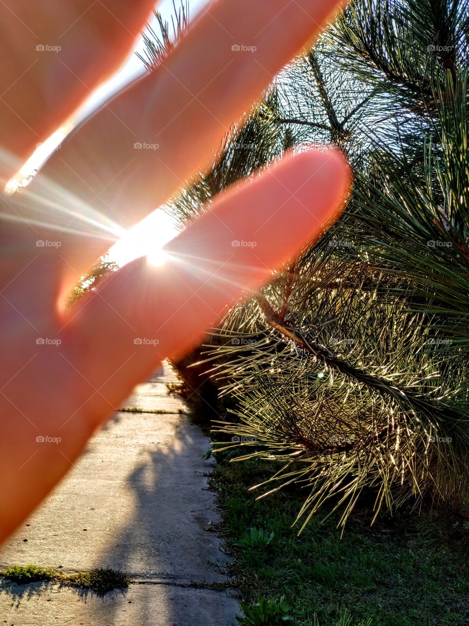 The sun through the fingers and shiny  pines