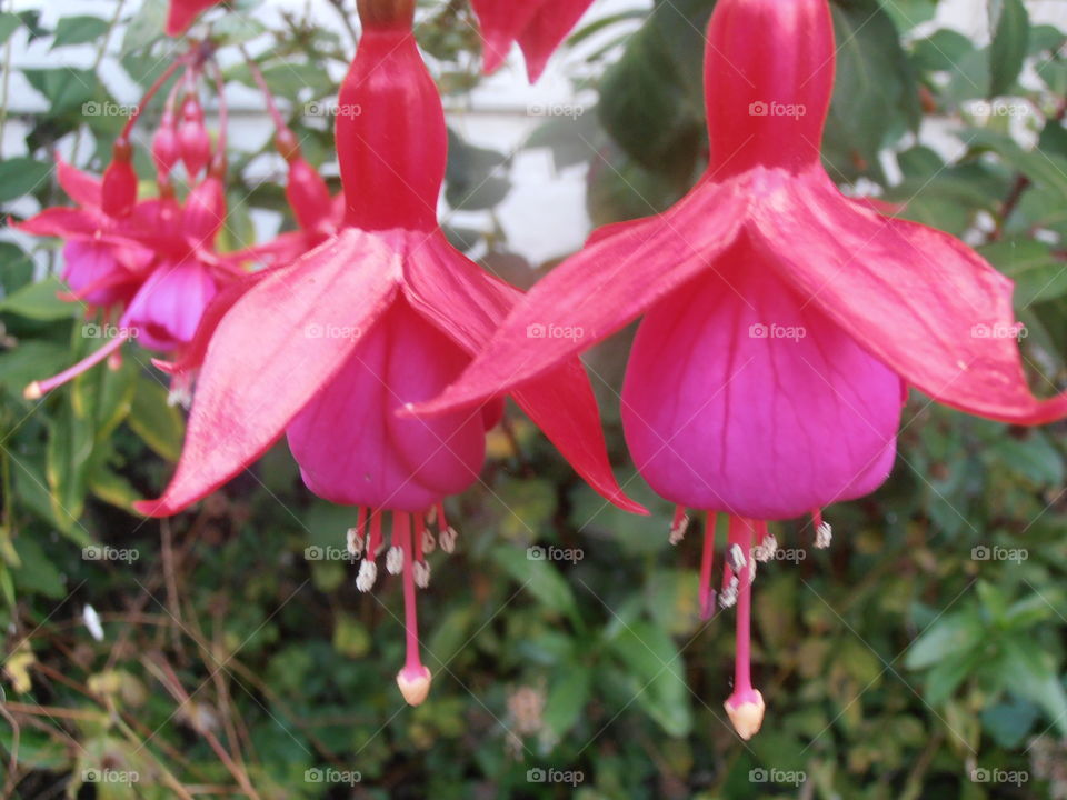 Purple And Pink Fuchia Flowers