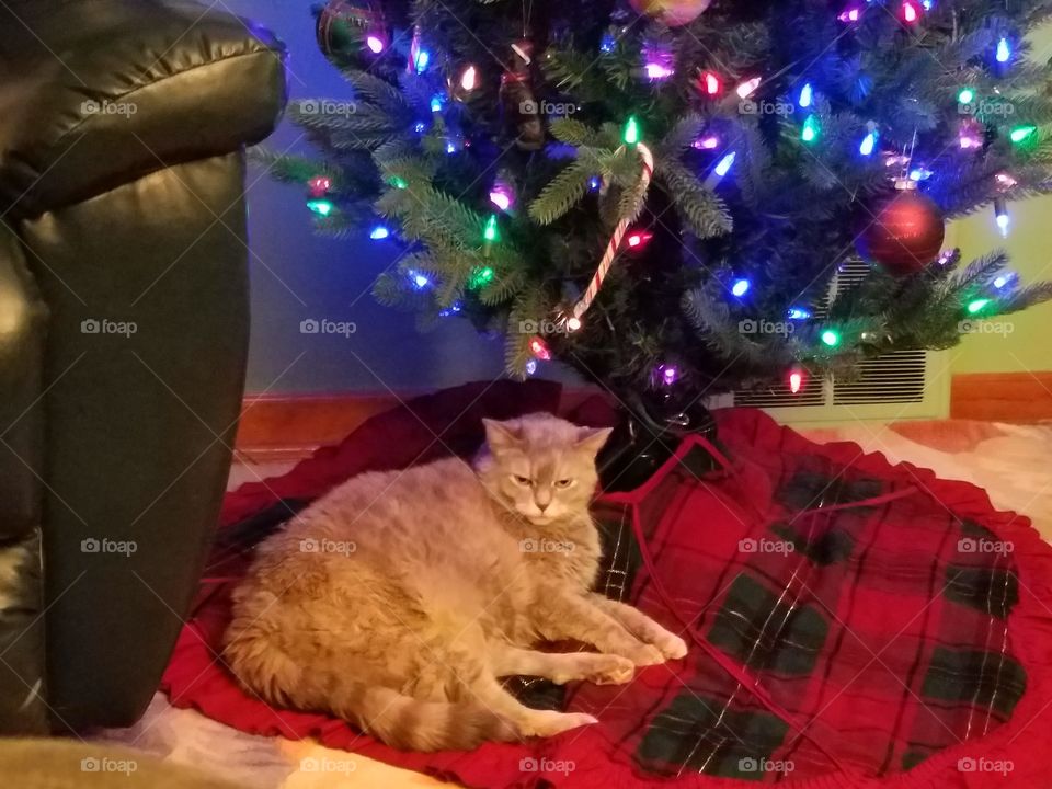 kitty Christmas tree 2