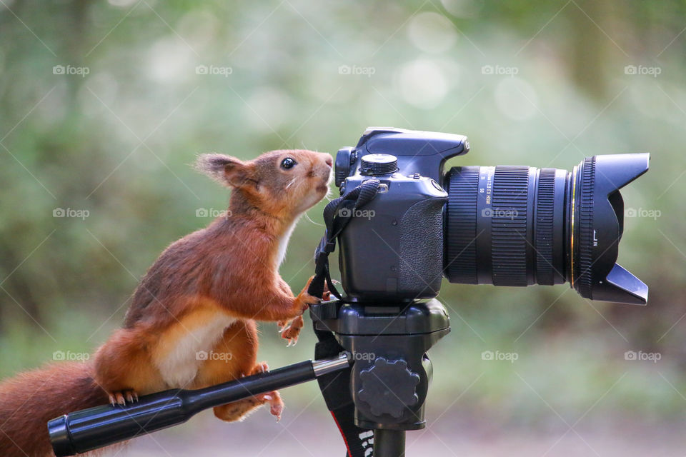 Red squirrel getting ready to shoot on camera