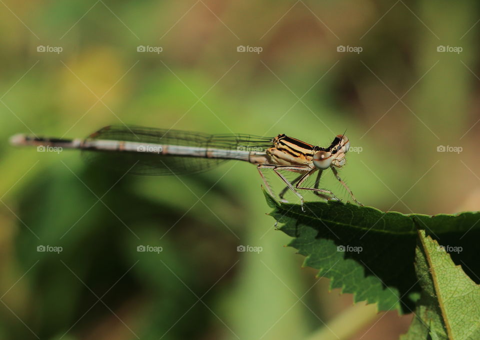 Damselfly On Leaf