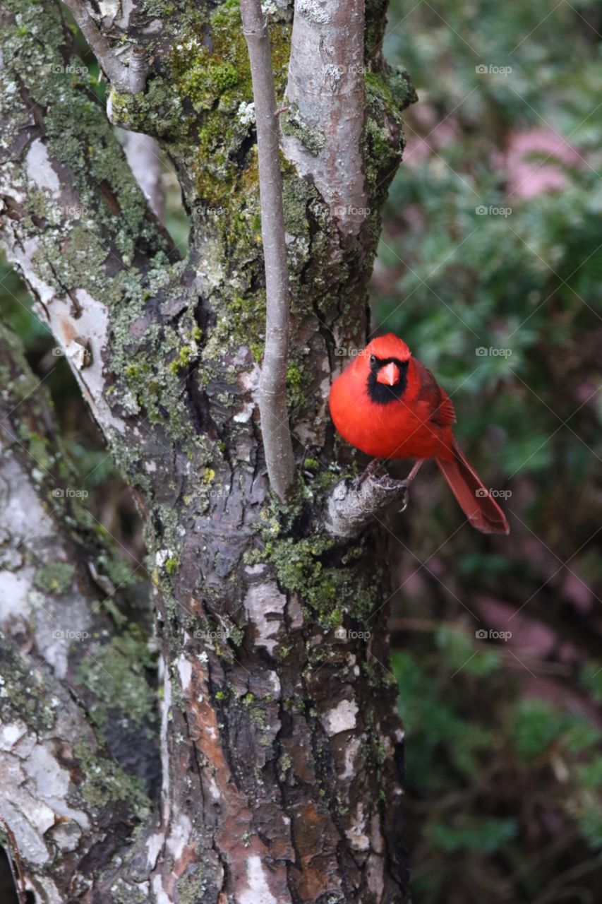 Cardinal