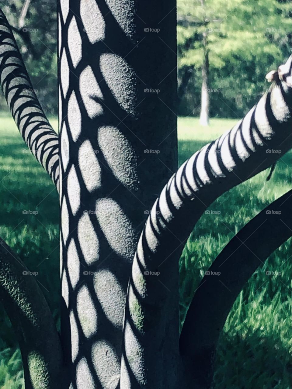 The morning sun casts it shadow on the wrought iron table in the front yard. Love it’s shadow!