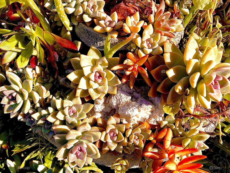 Colorful Garden Succulents in the Sun