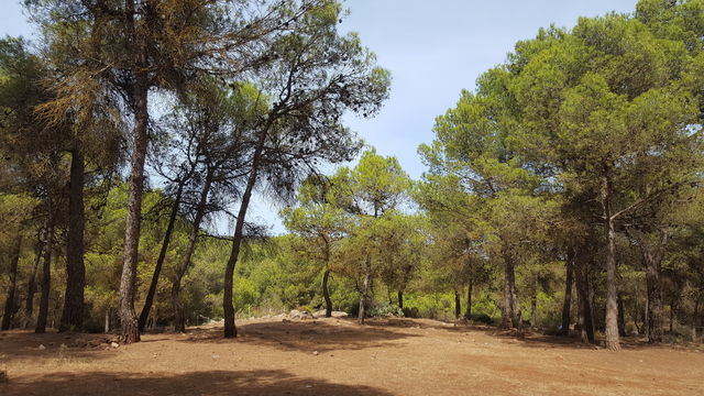 forest