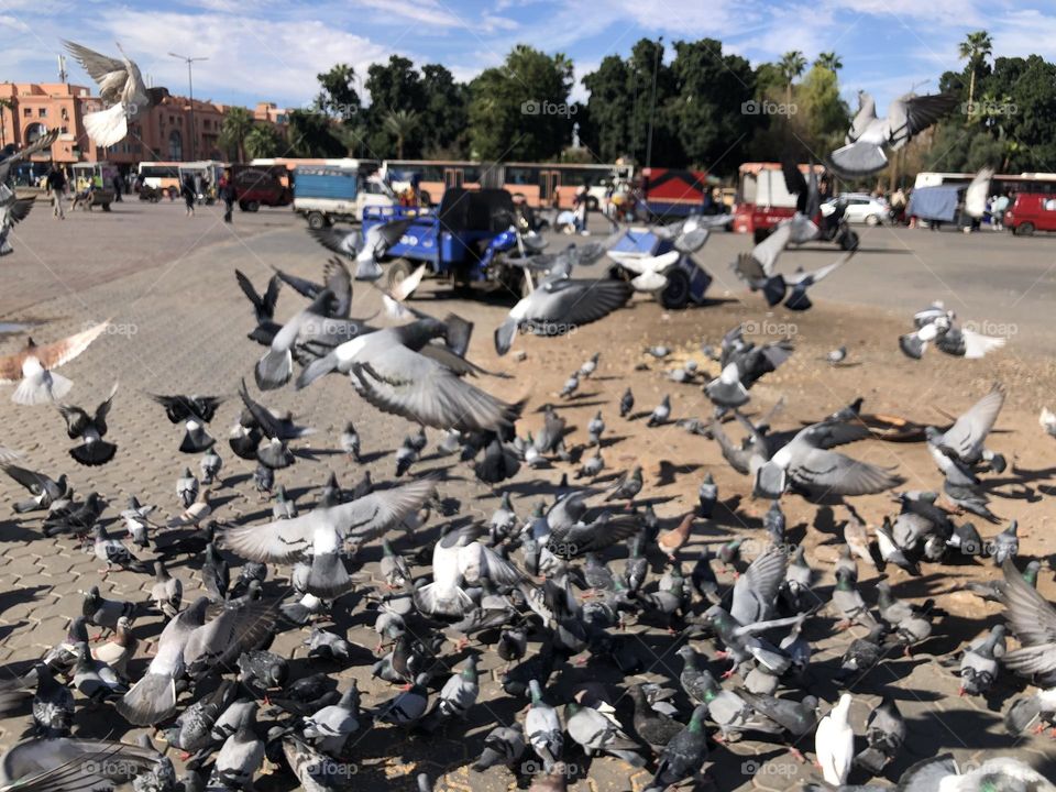 a flock of pigeons flying in the square