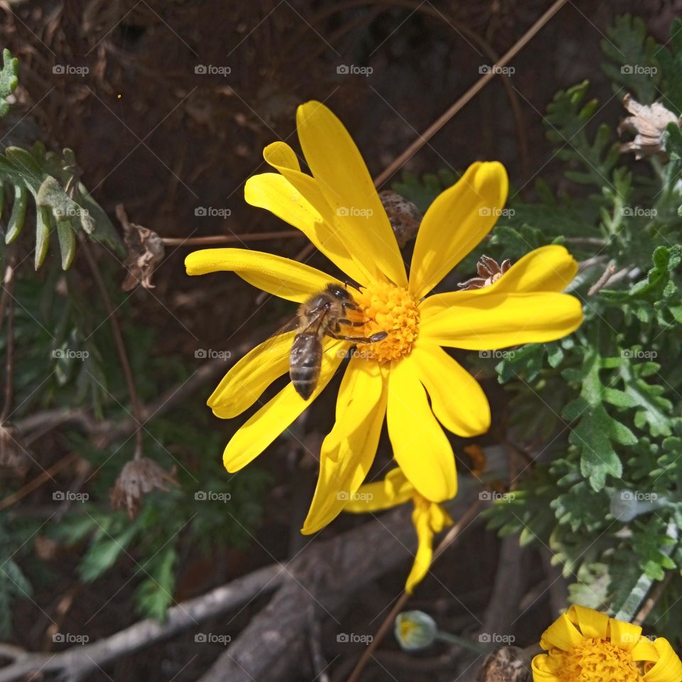 yellow flower , amazing time with nature