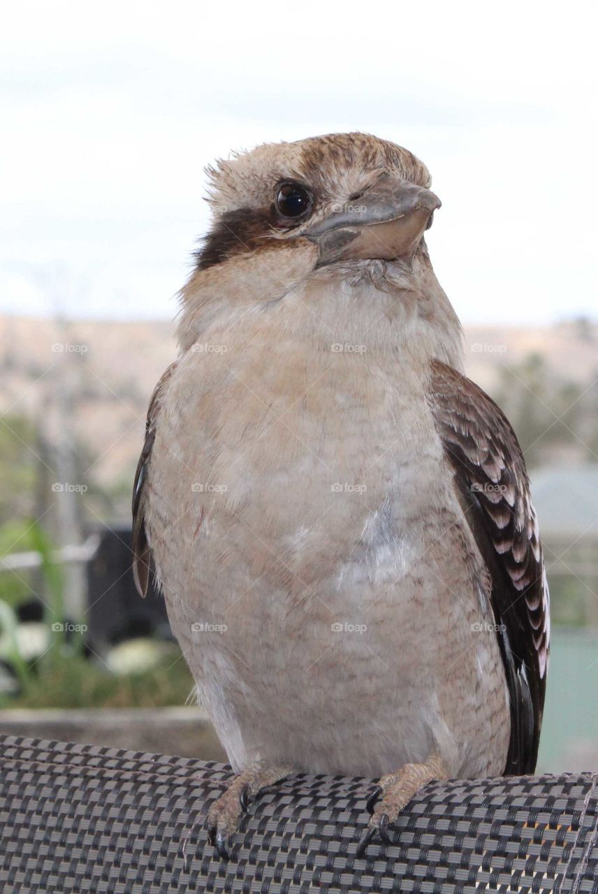 Young friendly kookaburra visiting