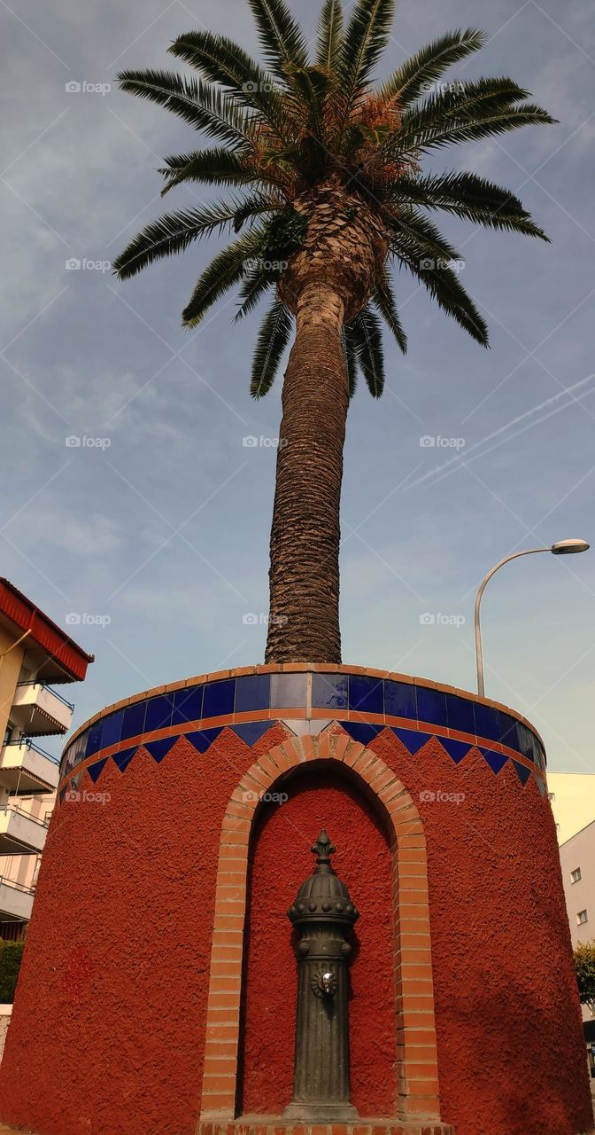 Palm tree in the fountain.
