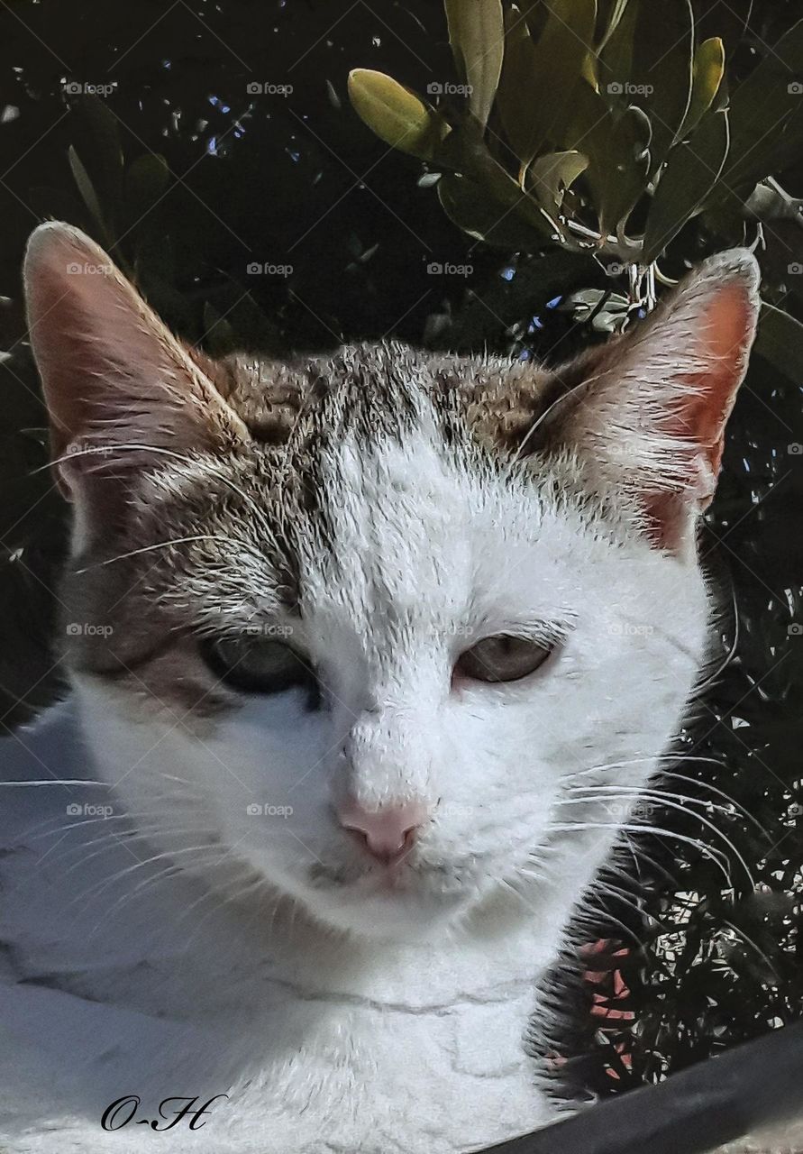 A picture of a cute, harmoniously colored cat I took for him when I found him in the garden, so he did not run away, but rather remained focused in my movements