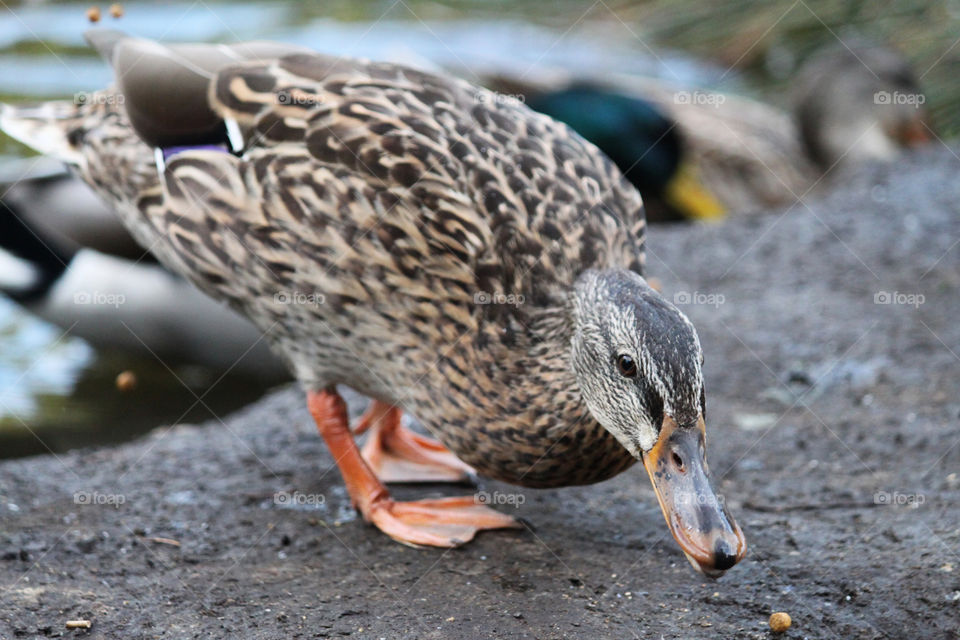 Duck going for duck food