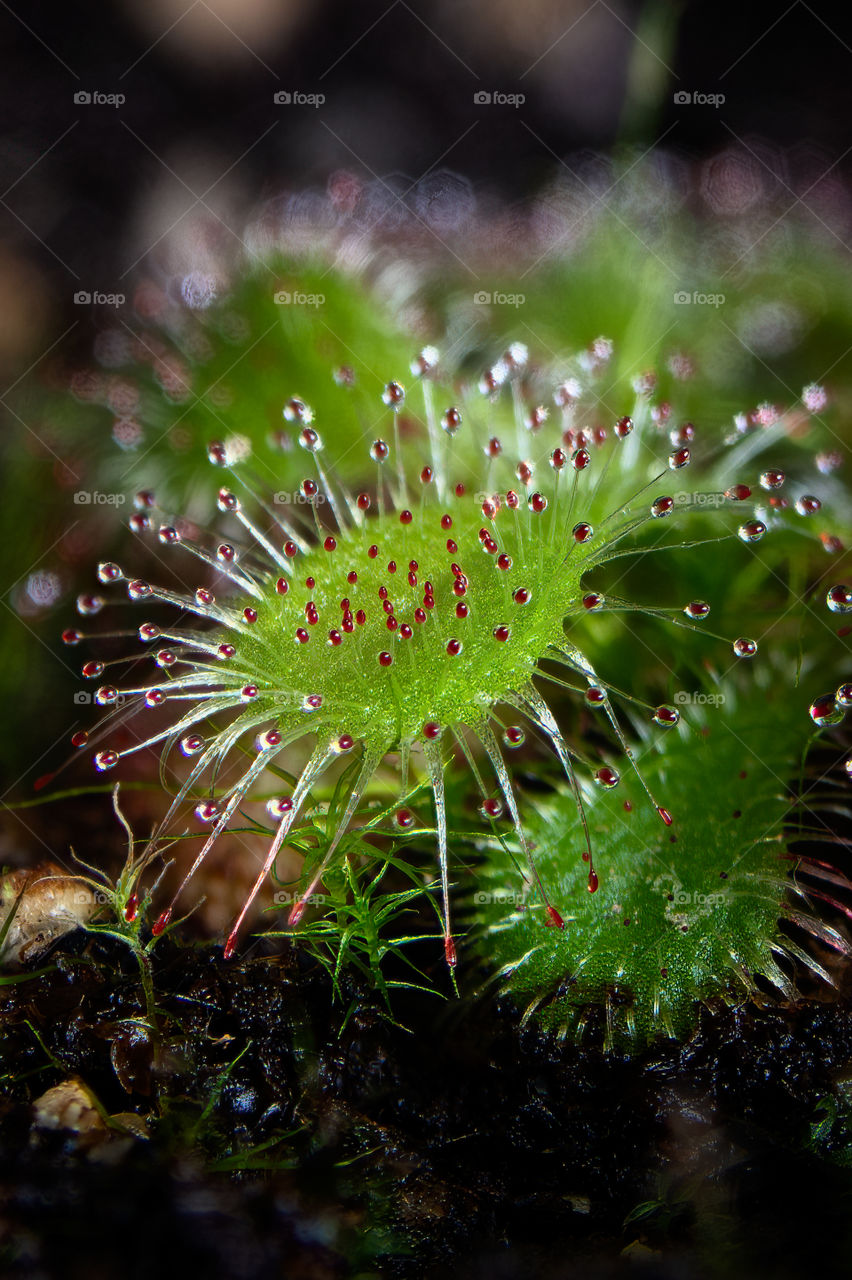 carnivorous plant