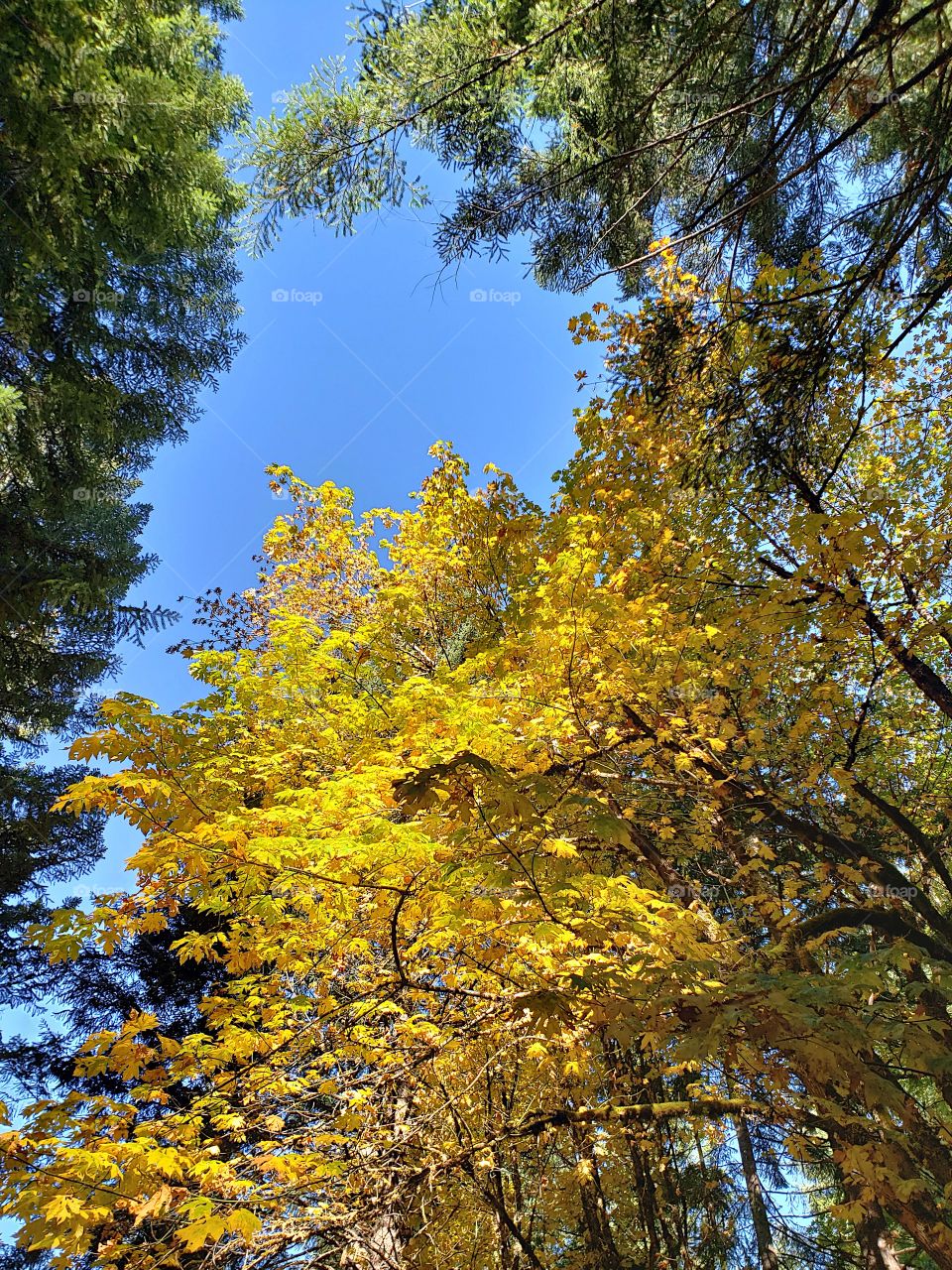 Stunning gold and yellow leaves in their fall colors brightly illuminated from the sun contrasted against a beautiful clear blue sky. 