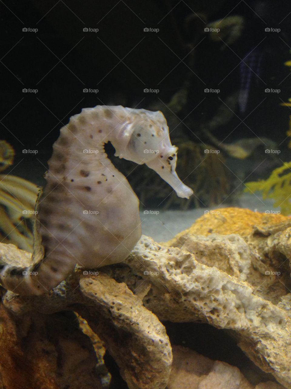 Big-Bellied Seahorse at Georgia Aquarium
