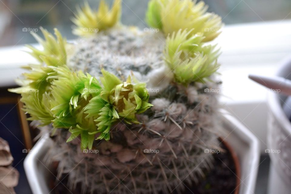 landscape flowers cactus pot by thudinh