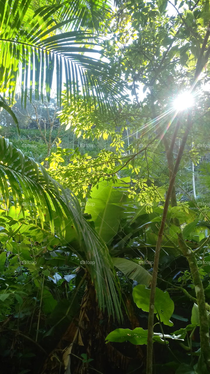Fruktovy sad, drevy, lies, pryrodnyja landšafty.