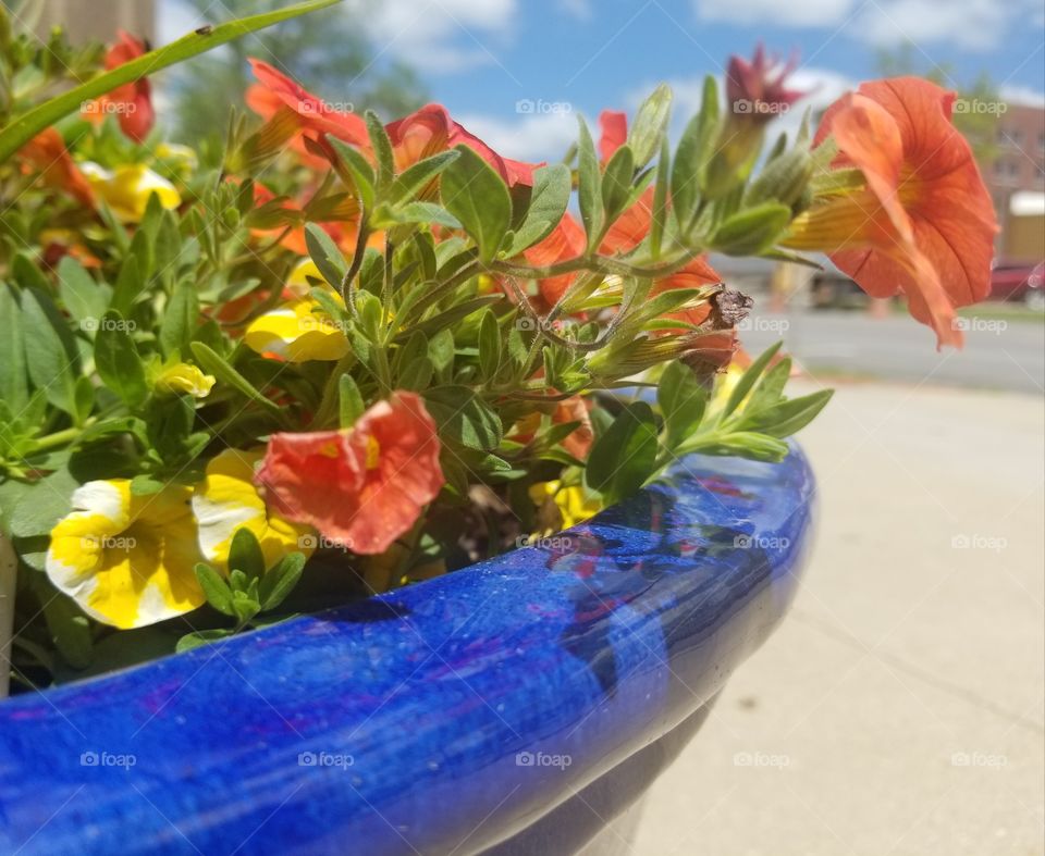A ceramic pot filled with flowers sits outside, enjoying the sun after a long, cold winter.