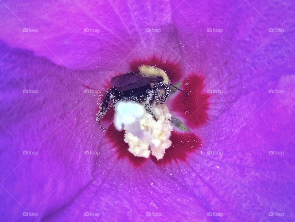 Close-up of bee pollen