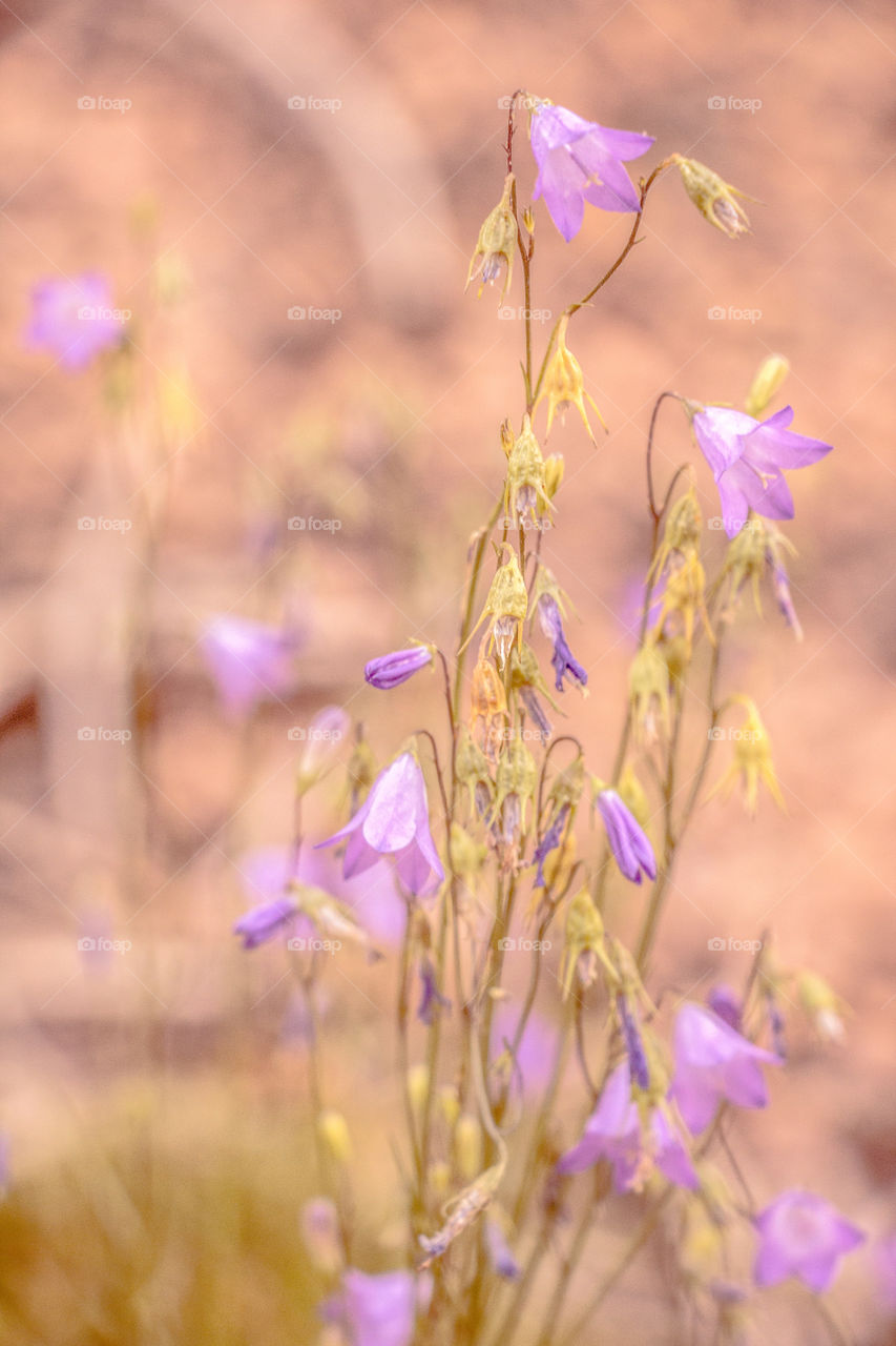 Wildflowers in the Colorado wilderness on a hike to a nearby lake. 