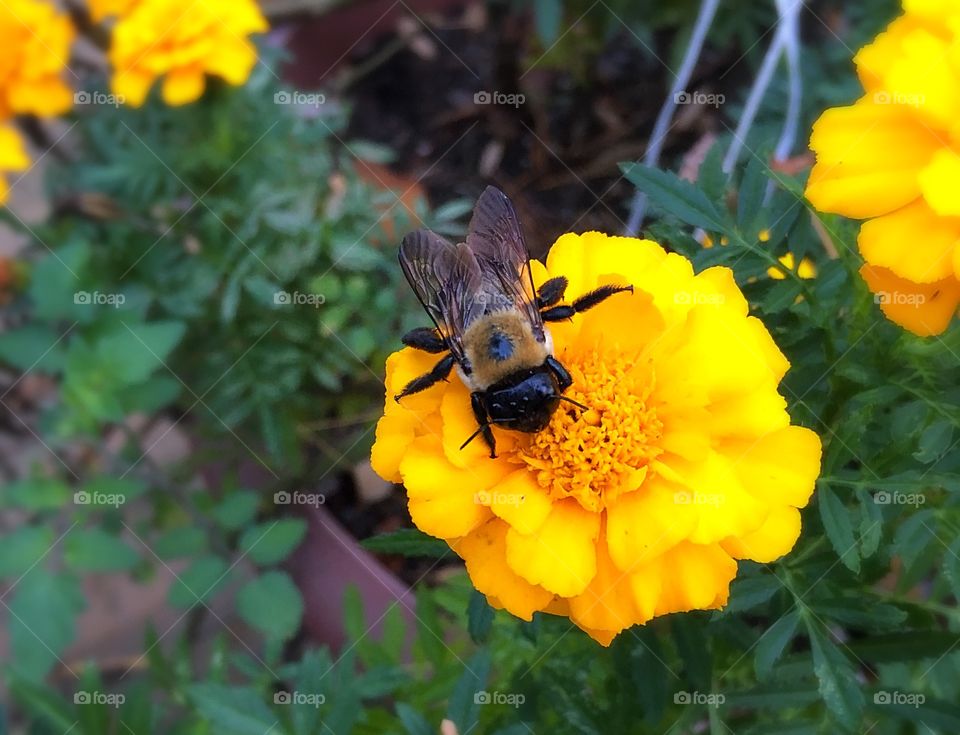 Bee on marigold flower