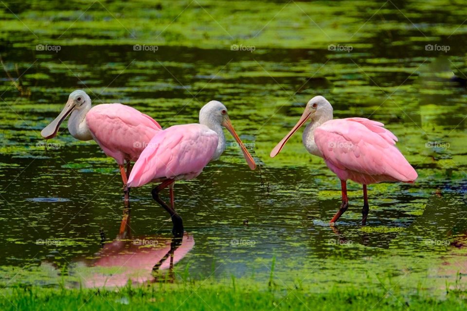 Lovely trio of Roseate Spoonbills.