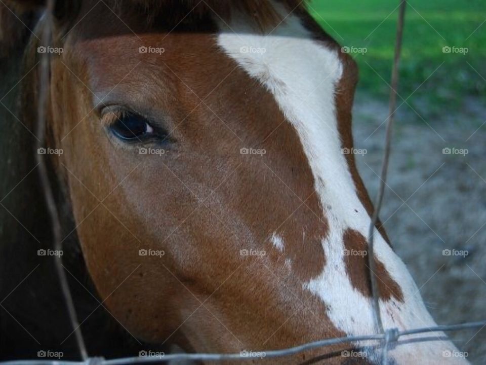 Close up of our horse Sunshine