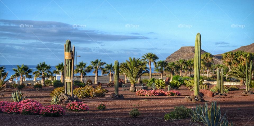 Landscape with cactus