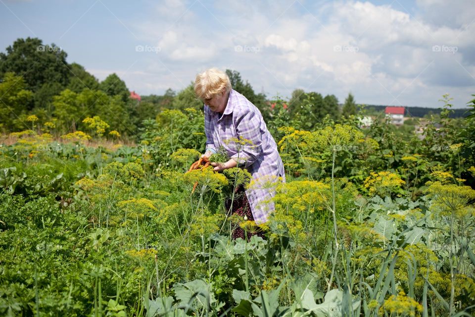 Woman with carrots harvested in her organic garden. 