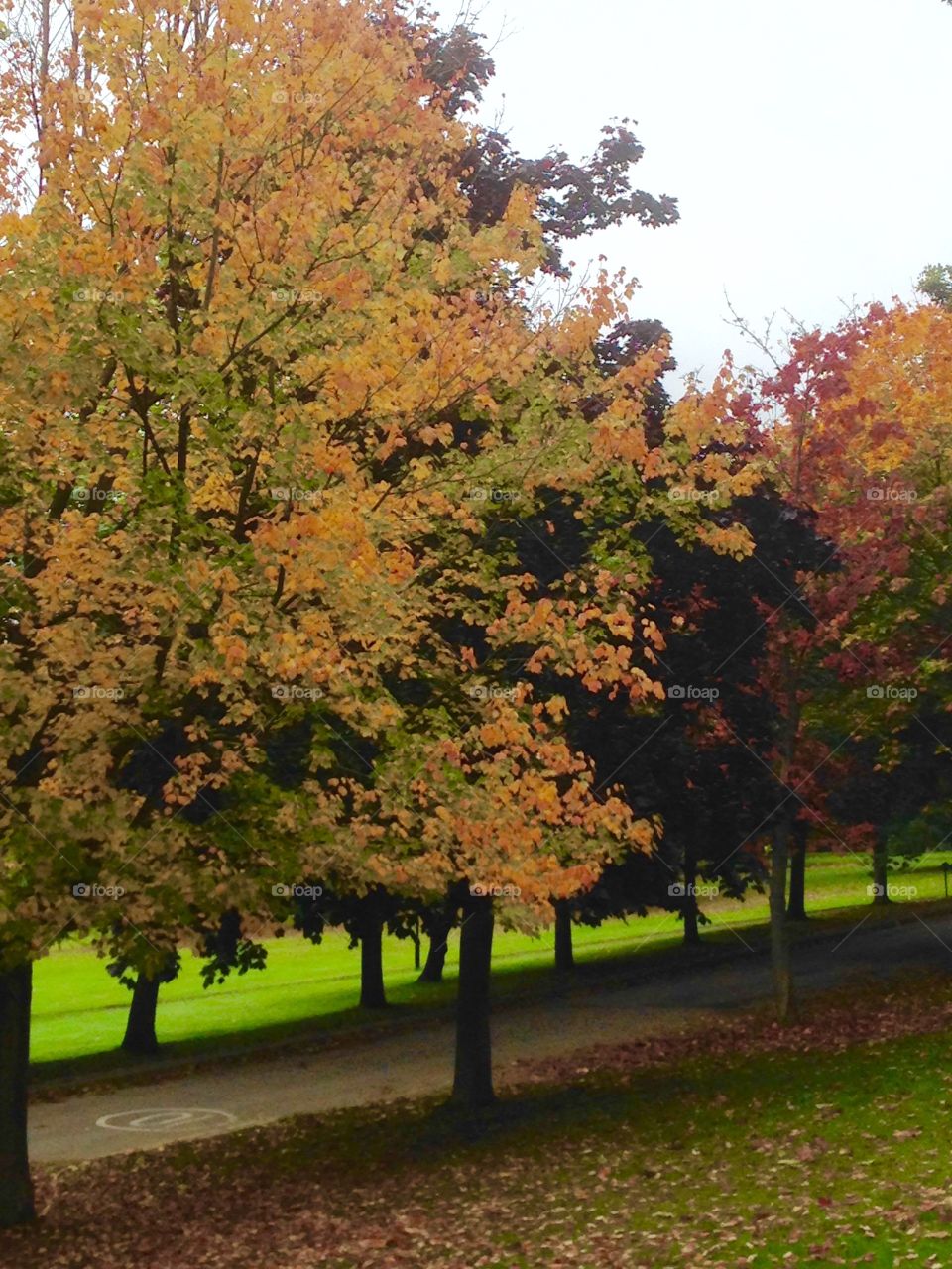 Painted by nature. Trees in full colour