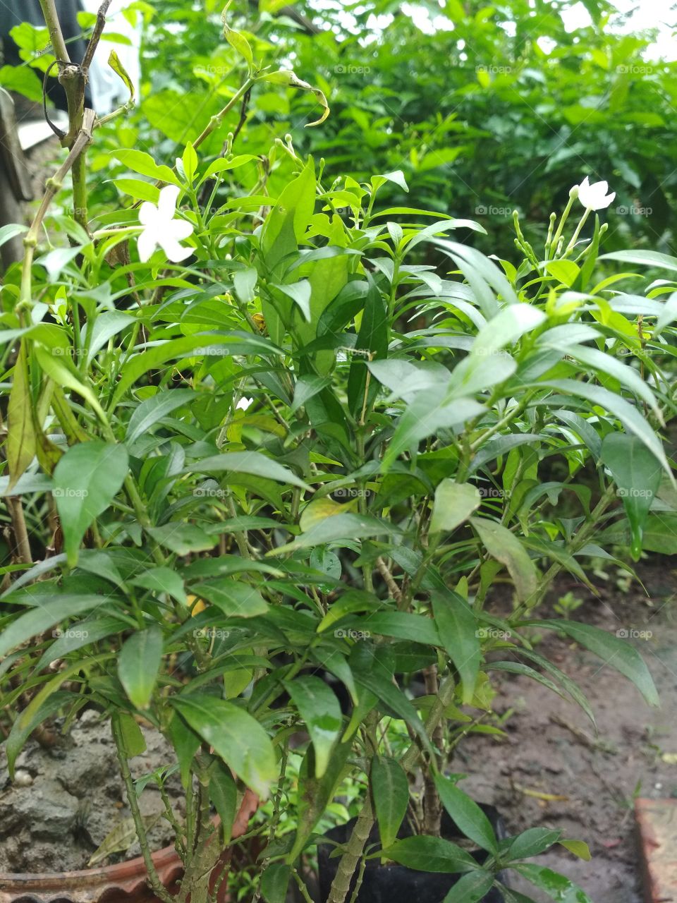 another hobby.... gardening