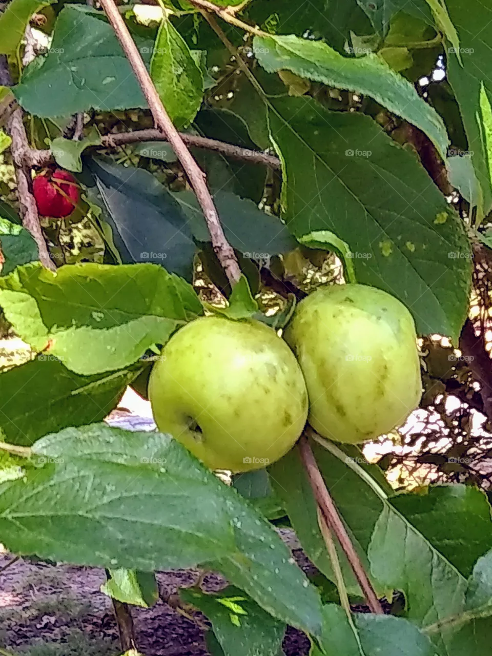 Apple