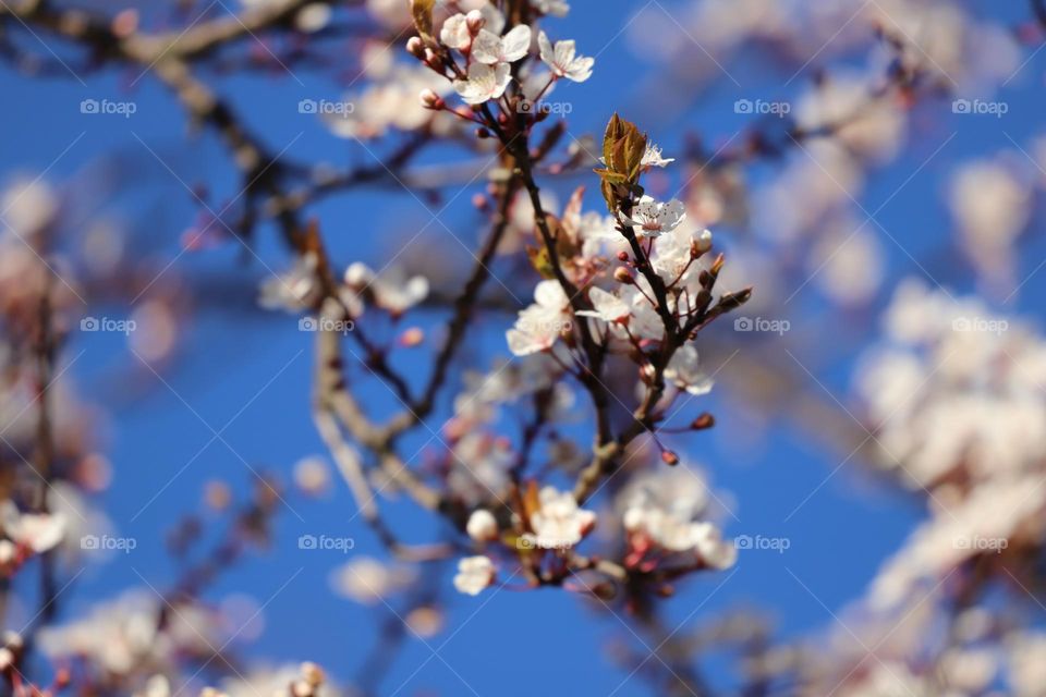 Spring blossoms against blue sky
