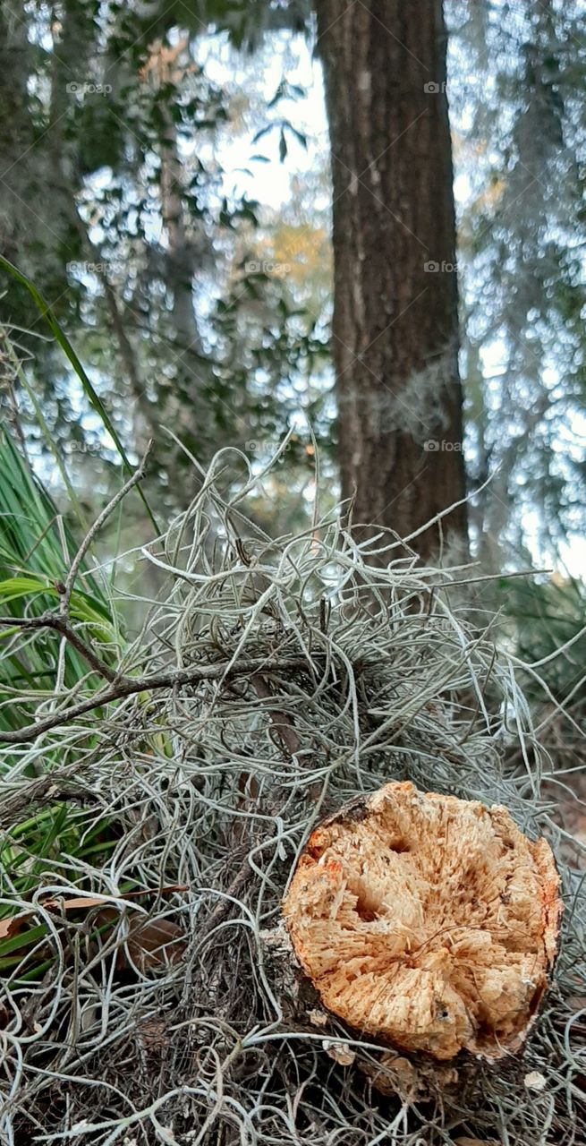 fallen branch laden heavy with Spanish Moss
 I have alot of yard cleanup to do😱
