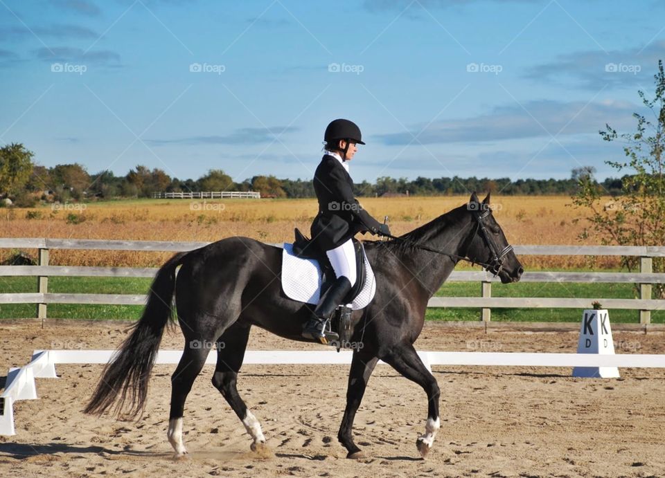 Horse and rider. A beautiful black horse steps lively with his rider during an equestrian event 