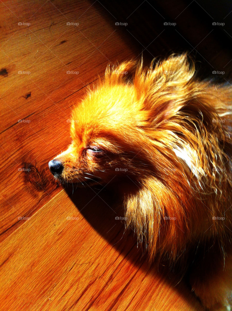 Pomeranian having a nap in the sun
