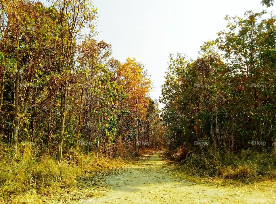 Tree, Forest, Bark, Nature