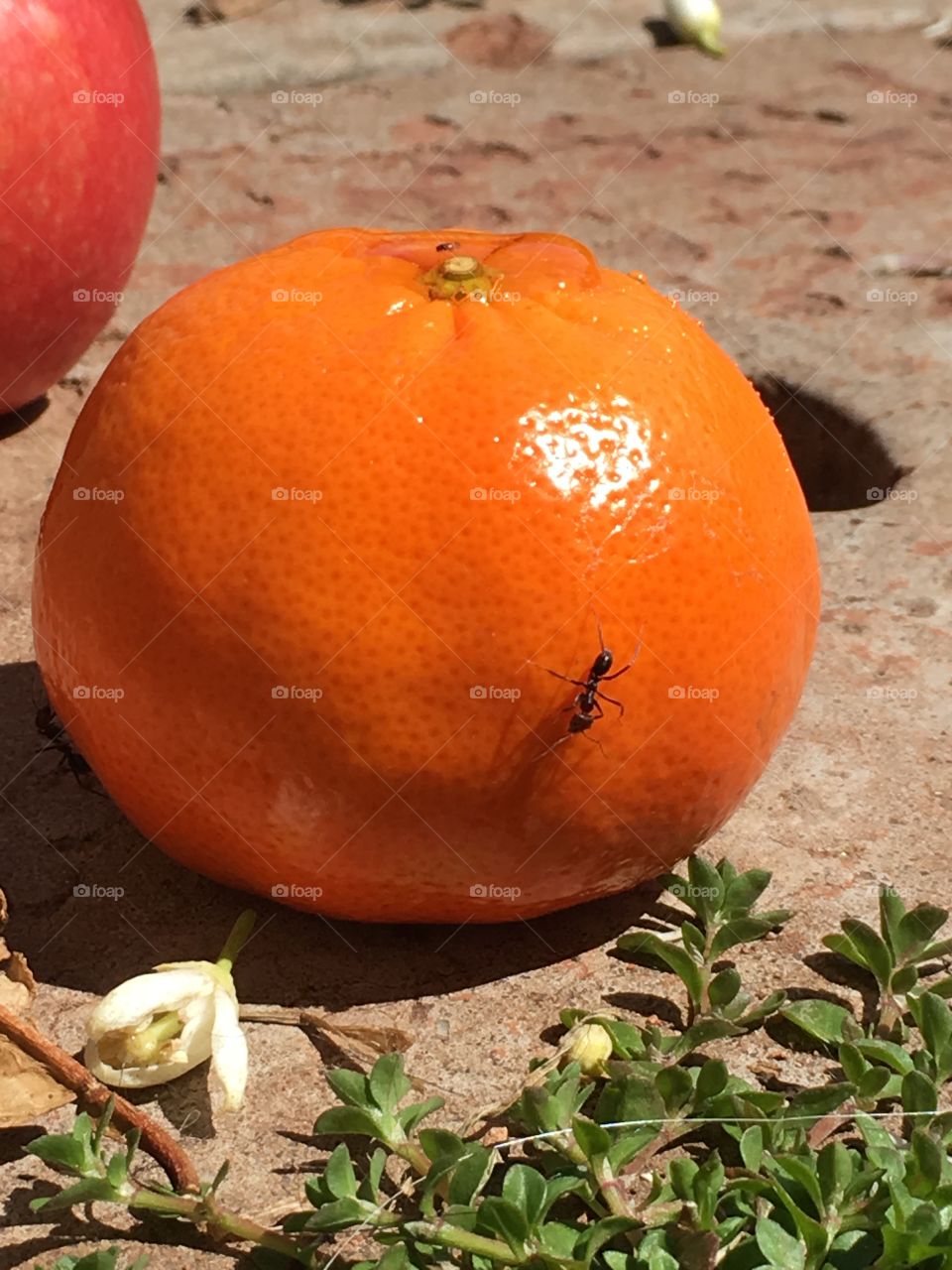 Worker ant crawling along a single orange closeup
