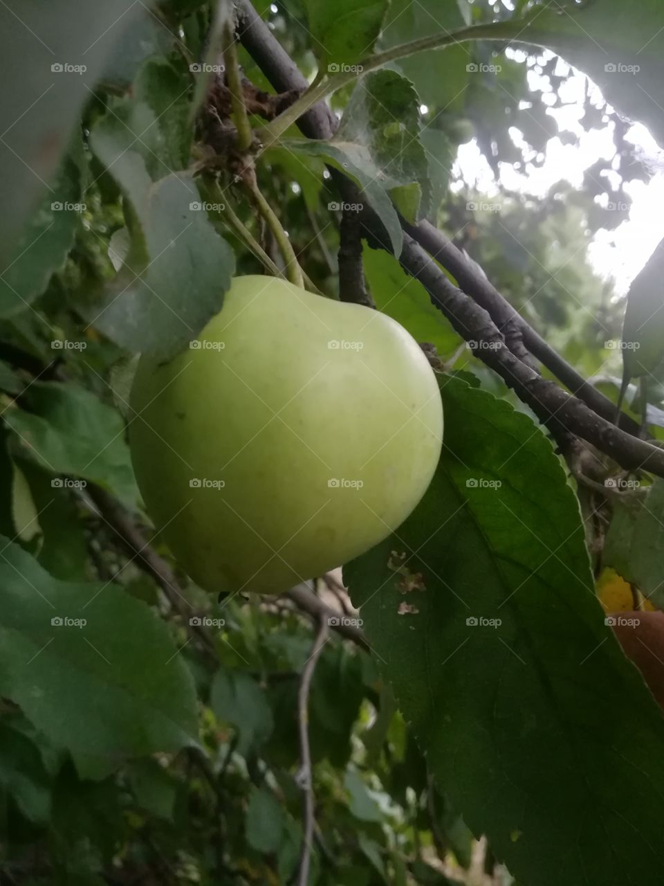 Green Apple