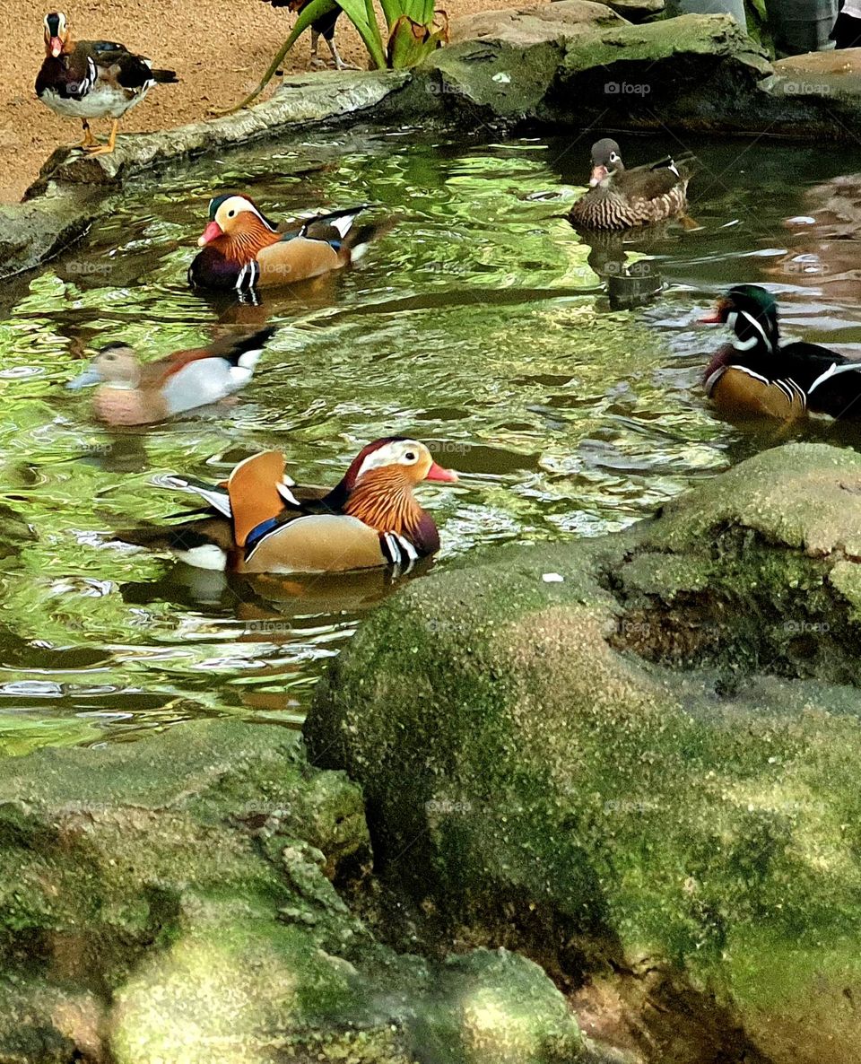 Ducks in Man-made Pond