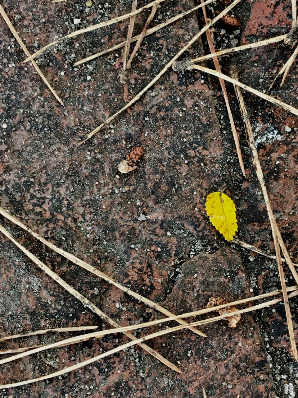 Small lost leaf 